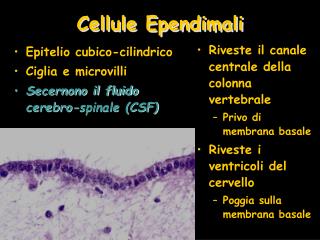 Cellule Ependimali