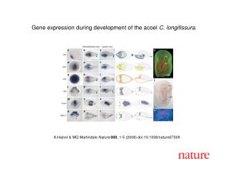 A Hejnol &amp; MQ Martindale Nature 000 , 1-5 (2008) doi:10.1038/nature07 309