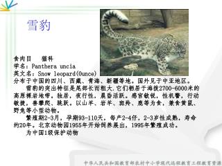 食肉目 　猫科 学名： Panthera uncia 英文名： Snow leopard(0unce)