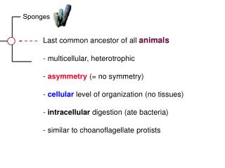 Last common ancestor of all animals - multicellular, heterotrophic - asymmetry (= no symmetry)