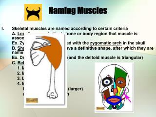 Naming Muscles