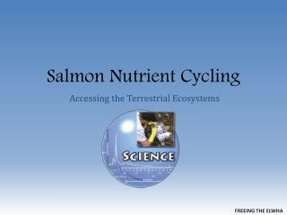 Salmon Nutrient Cycling