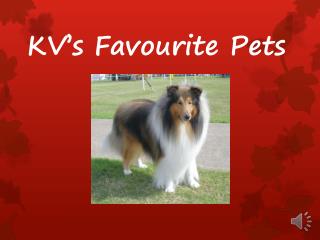 KV’s Favourite Pets