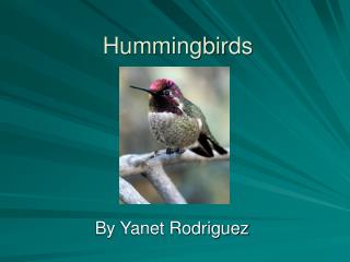 Hummingbirds