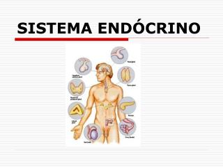 SISTEMA ENDÓCRINO