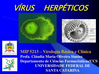 VÍRUS HERPÉTICOS