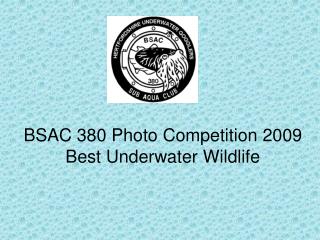 BSAC 380 Photo Competition 2009 Best Underwater Wildlife