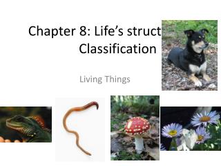 Chapter 8: Life’s structure and Classification