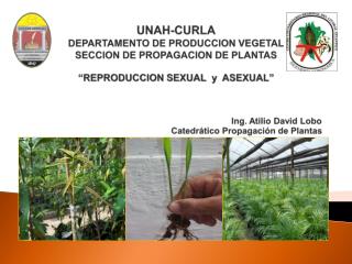 LA PROPAGACION DE PLANTAS