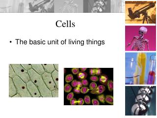 Cells