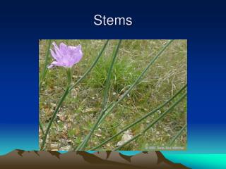 Stems
