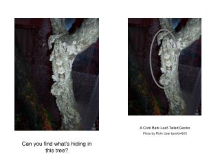 A Cork Bark Leaf-Tailed Gecko Photo by Flickr User bsmith4815