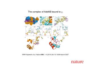 WW Krajewski et al. Nature 000 , 1-4 (2014) doi:10.1038/nature13037