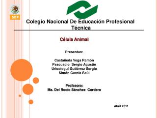 Colegio Nacional De Educación Profesional Técnica