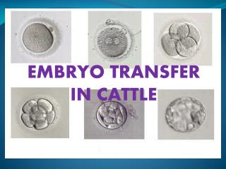 EMBRYO TRANSFER IN CATTLE