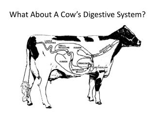 What About A Cow’s Digestive System?