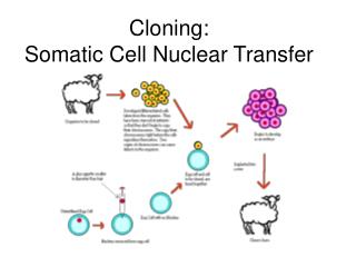 Cloning: Somatic Cell Nuclear Transfer