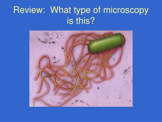 Review: What type of microscopy is this?