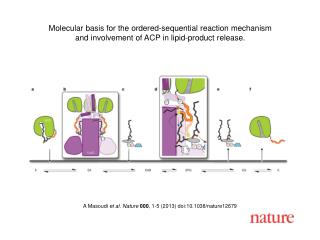 A Masoudi et al. Nature 000 , 1-5 (2013) doi:10.1038/nature12679