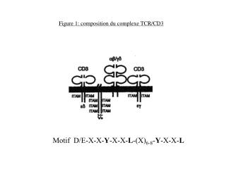 Figure 1: composition du complexe TCR/CD3