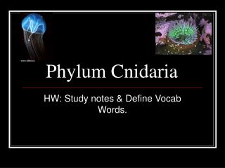 Phylum Cnidaria