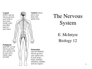 The Nervous System