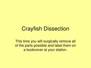 Crayfish Dissection