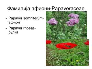 Фамилија афиони-Papaveraceae