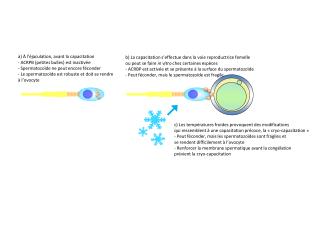 a) À l’éjaculation, avant la capacitation ACRPB (petites bulles) est inactivée