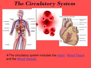 The Circulatory System