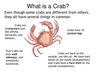 What is a Crab?