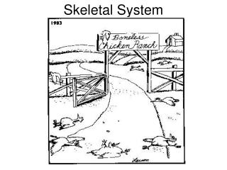 Skeletal System