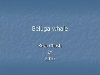 Beluga whale