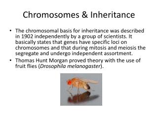 Chromosomes &amp; Inheritance