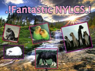 .!Fantastic NYLCS.!