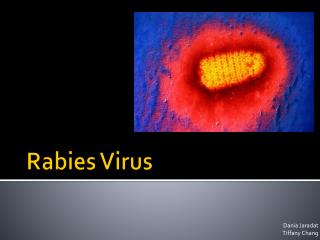 Rabies Virus