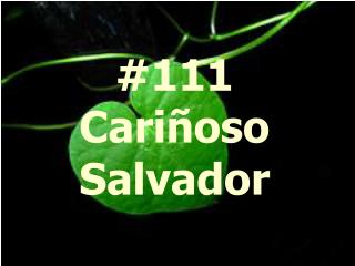 #111 Cari ñoso Salvador