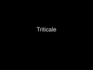 Triticale