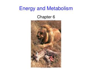 Energy and Metabolism