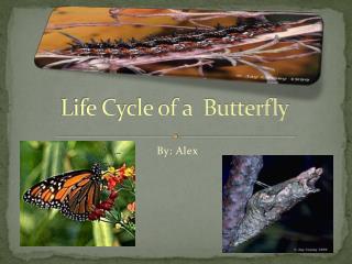 Life Cycle of a Butterfly