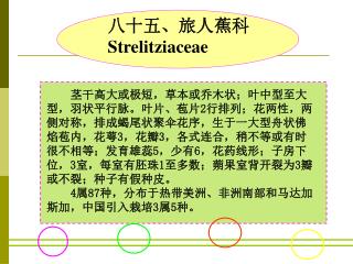 八十五、旅人蕉科 Strelitziaceae