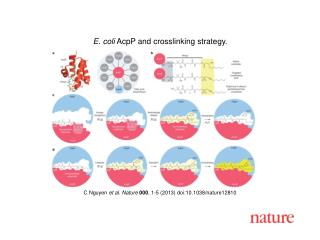 C Nguyen et al. Nature 000 , 1-5 (2013) doi:10.1038/nature12810