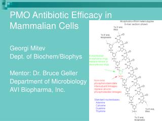 PMO Antibiotic Efficacy in Mammalian Cells