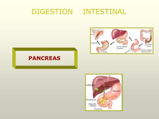 PANCREAS