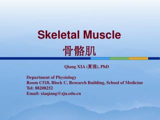 Skeletal Muscle 骨骼肌