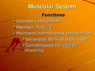 Muscular System