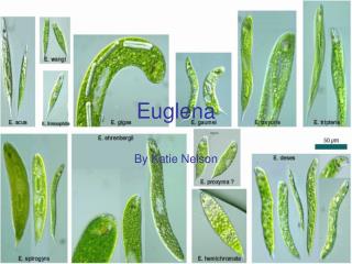 Euglena