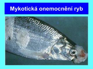 Mykotická onemocnění ryb