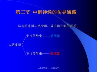 第三节 中枢神经的传导通路 即大脑皮质与感受器、效应器之间的联系。 上行传导束 感受器 大脑皮质 下行传导束 效应器