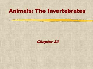 Animals: The Invertebrates